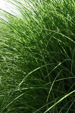 Canlı yemyeşil çimenlere yakın çekim, doğal çevre geçmişi.