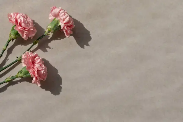 Rózsaszín Szegfű Virág Csokor Lakás Feküdt Bézs Háttér Napfény Árnyékok — Stock Fotó