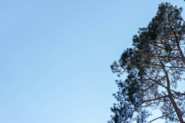 Açık mavi gökyüzünde yeşil ladin ağacının tepesinde, aşağıdan manzara, yaz doğa arka planı, kopyalama alanı.