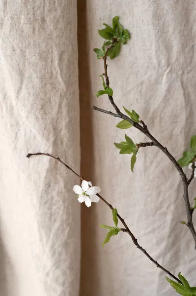 Ανθισμένο Κλαδί Κεράσι Πράσινα Φύλλα Ουδέτερο Μπεζ Λινό Φόντο Κουρτίνα — Φωτογραφία Αρχείου