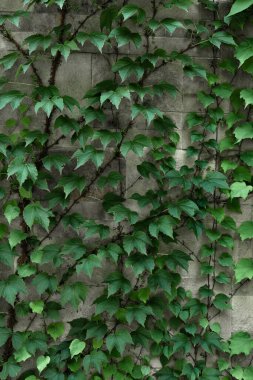 Yeşil sarmaşık yaprakları gri beton bir duvarı, yeşil evin dış cephesini kaplıyor..