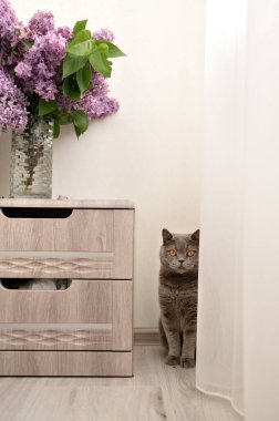 Gri İngiliz kedisi komodinin yanında vazoda çiçek buketiyle, evcil hayvanlarıyla oturuyor..