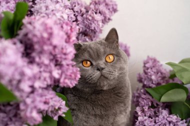 Güzel gri kısa saçlı İngiliz kedisi yemyeşil leylak çiçeklerine bakıyor..