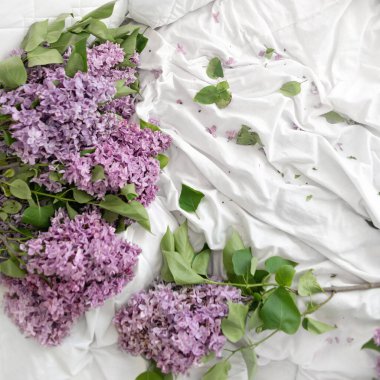 Beyaz yatak ve dağınık leylak çiçekleri, taç yaprakları, sürdürülebilir yeşil doğa ev kavramı ile dağınık buruşmuş yataklar..