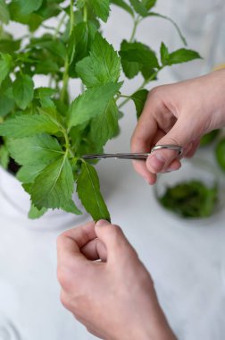 Evde ekilen tıbbi otlar, tencerede yeşil nane çalıları, makasla nane yaprakları toplamak, yemek pişirmek için bahçe yeşilliği..