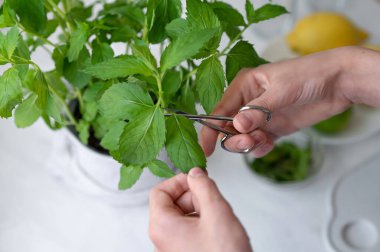 Nane yaprakları koleksiyonu, saksıdaki nane çalılarından yaprak toplayan biri..