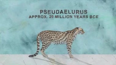 Cats Evolution Zaman Çizelgesi Suluboya Biçiminde