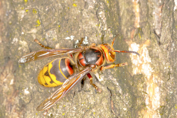 hornet on oak tree, closeup. Ukraine