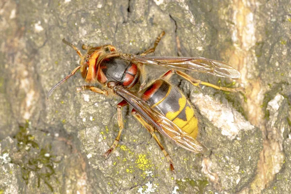 stock image hornet on oak tree, closeup. Ukraine