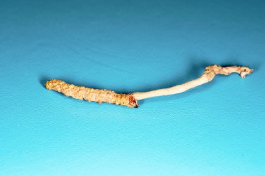 Çin mantarı paraziti Cordyceps yarsagumba