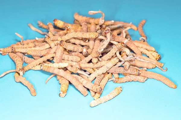 Chinese Fungus Parasite Cordyceps Yarsagumba — Stock Photo, Image
