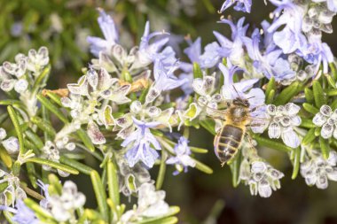 İrlanda 'da biberiye çiçeğinin üzerinde arı
