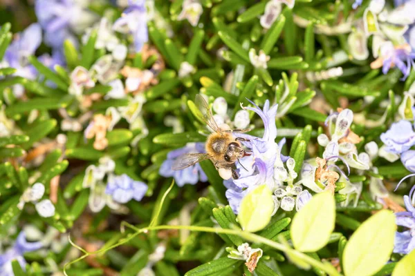 Μέλισσα Δενδρολίβανο Ιρλανδία — Φωτογραφία Αρχείου