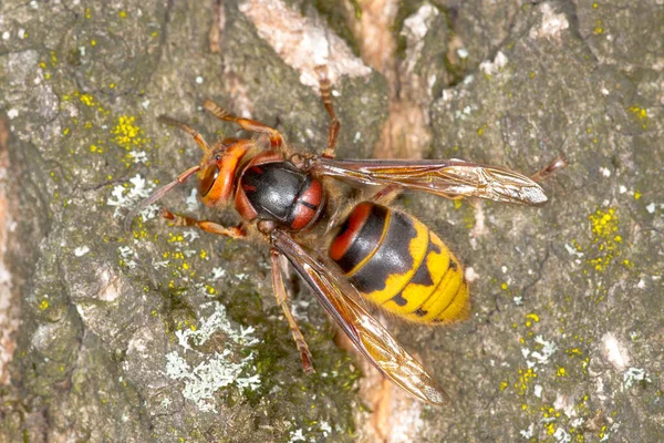 Stock image Hornet on bark of oak