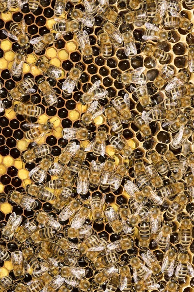 Pszczoły Drewnianym Ulu Dużą Ilością Miodu Ukraina 2016 — Zdjęcie stockowe
