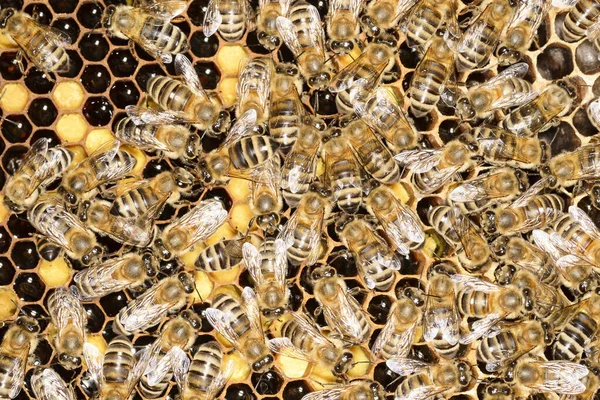 Бджоли Дерев Яному Вулику Великою Кількістю Меду Україна 2016 — стокове фото