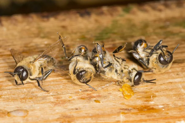 Egy Méhkas Herék — Stock Fotó