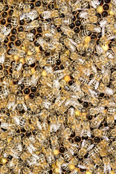 Bees Wooden Hive Lot Honey Ukraine 2016 — Stock Photo, Image