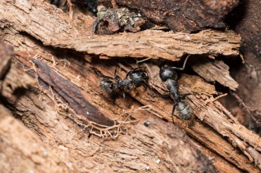 Yaşlı bir ağaçtaki karınca