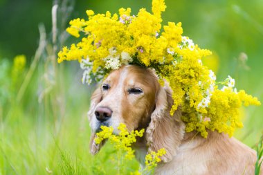 Çiçek çayırındaki çelengin içindeki köpek.