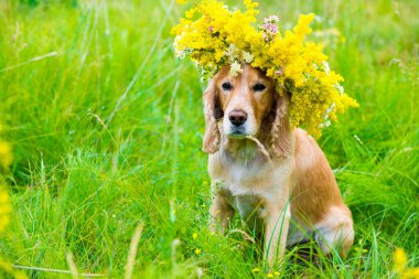Çiçek çayırındaki çelengin içindeki köpek.