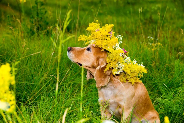 Kutya Koszorúban Virágmezőn — Stock Fotó