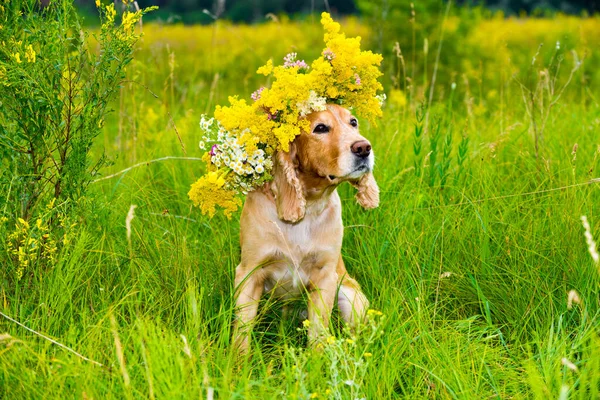 Dog Wreath Flower Meadow — Stock Photo, Image