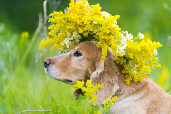 花の牧草地にいる犬 — ストック写真