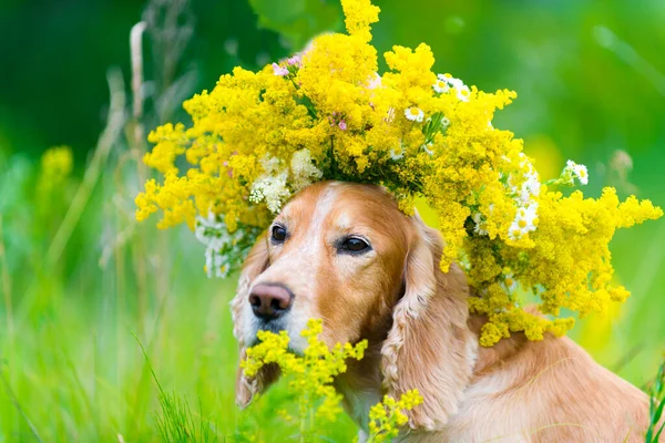 Çiçek çayırındaki çelengin içindeki köpek.