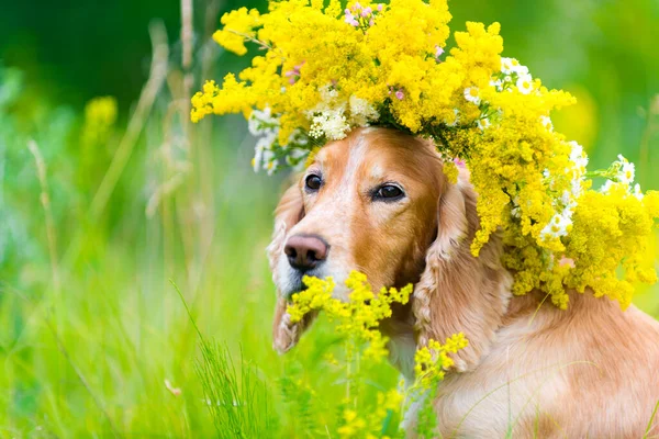 Kutya Koszorúban Virágmezőn — Stock Fotó