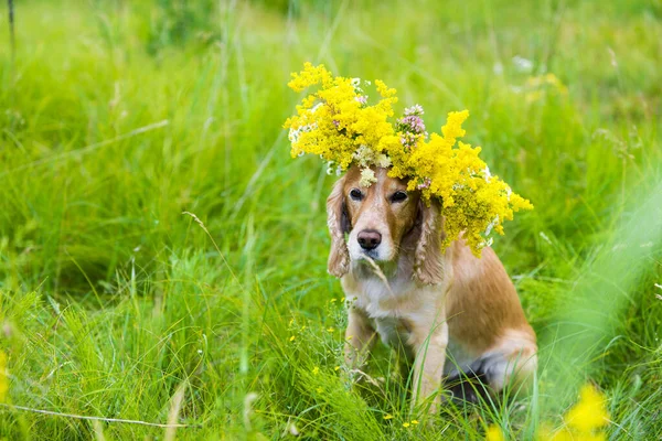 Собака Вінку Квітковому Лузі — стокове фото