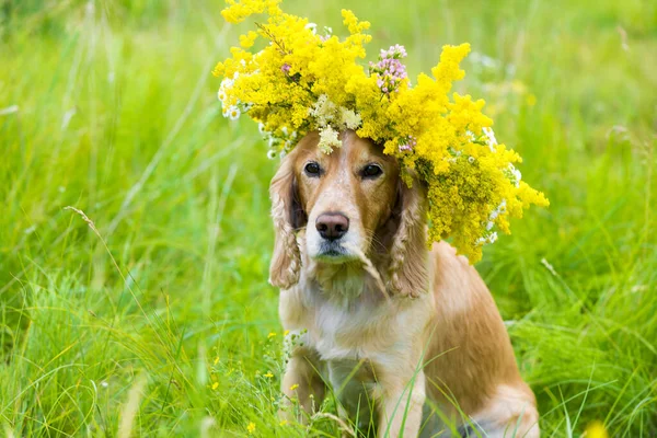 Σκύλος Στεφάνι Λιβάδι Λουλούδια — Φωτογραφία Αρχείου