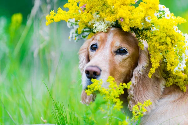 Dog Wreath Flower Meadow Stock Image