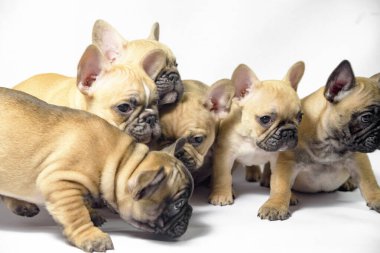 Bir grup köpek yavrusu Fransız buldogları kahverengi