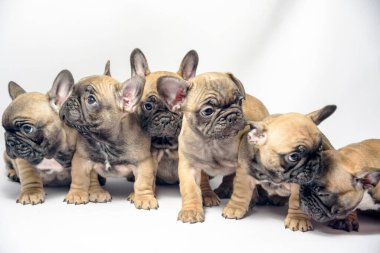 Grup Fransız bulldog Puppies 2019