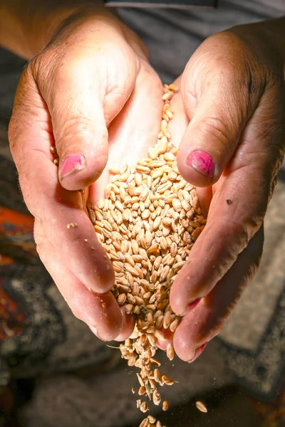 kadın elinde buğday tutar