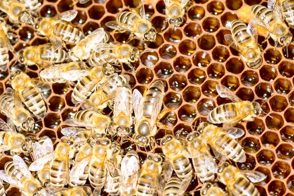 Королева Бджола Бджіл Вулик Оточенні Бджіл — стокове фото