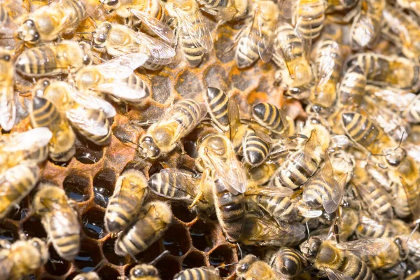 Королева Бджола Бджіл Вулик Оточенні Бджіл — стокове фото