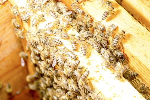 Pszczoła Królowa Ulu Otoczeniu Pszczół — Zdjęcie stockowe