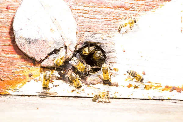 Вход Пчелиный Улей Украина Август 2019 — стоковое фото