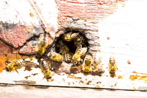 Вход Пчелиный Улей Украина Август 2019 — стоковое фото