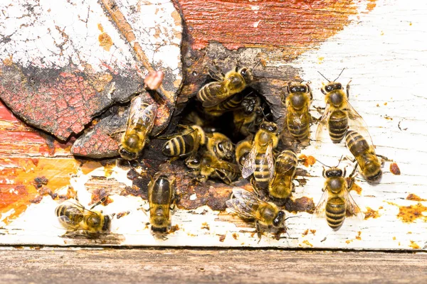 Вхід Бджолиний Вулик Україна 2019 Серпня — стокове фото