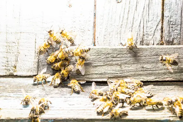 Вхід Бджолиний Вулик Україна 2019 Серпня — стокове фото