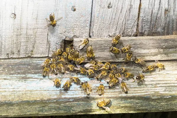 Entrance Bee Hive Ukraine August 2019 — Stock Photo, Image