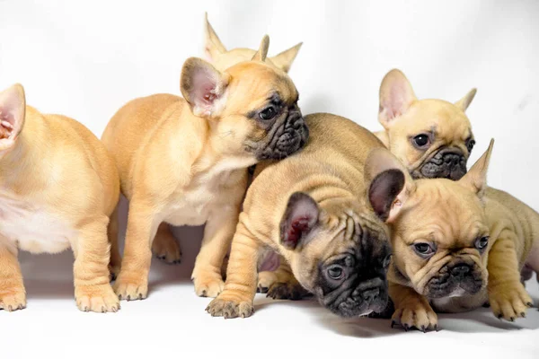 Group Puppies French Bulldogs Brown Color Royalty Free Stock Images