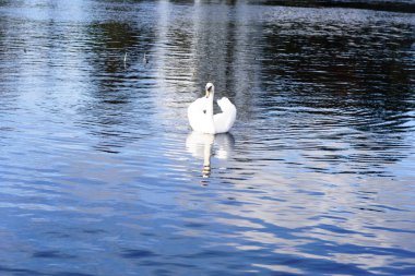 İrlanda 'da bir nehirde kuğu, 2023