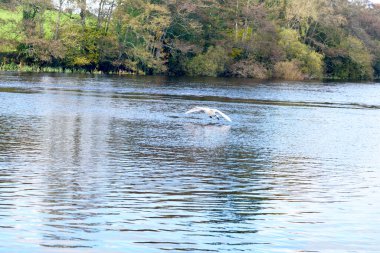 İrlanda 'da bir nehirde kuğu, 2023