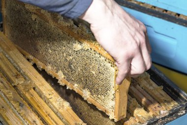 Ballı bal petekleri, eller ve bal petekleri