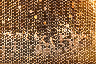 Ballı bal petekleri, eller ve bal petekleri