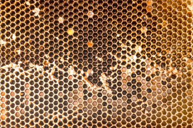 Ballı bal petekleri, eller ve bal petekleri